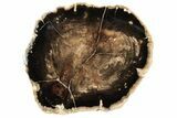 Long, Polished Petrified Wood Limb - McDermitt, Oregon #198985-1